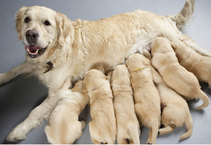 Camada perros