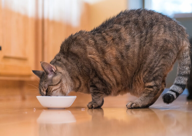 gato obeso comiendo