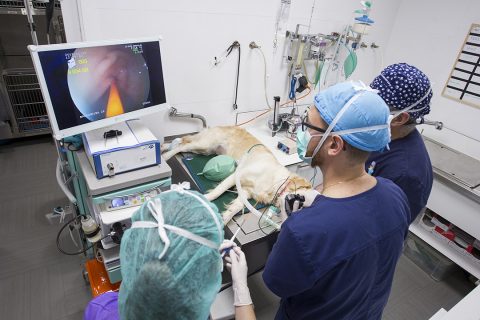 Endoscopia Veterinaria