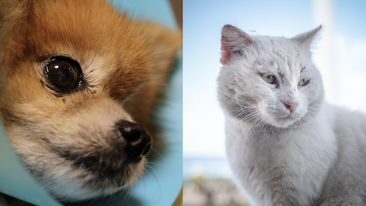 imagen de un perro y un gato