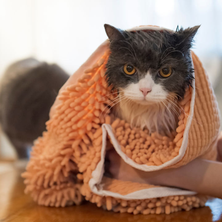 Secado de un gato tras el baño