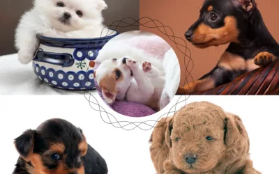 5 razas de perros toy