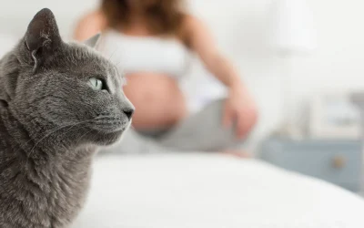 Recomendaciones para la convivencia de embarazadas y gatos