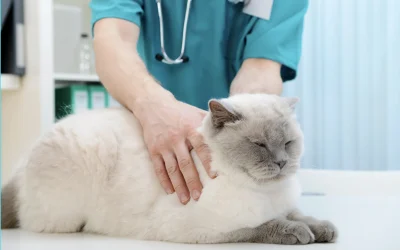 La revisión del gato geriátrico, por qué es tan importante
