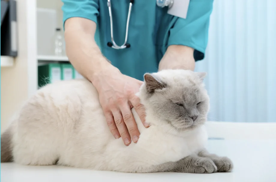 La revisión del gato geriátrico