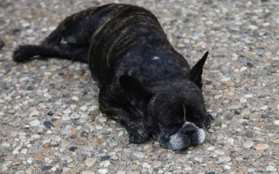 Deterioro cognitivo asociado a la edad en perros y gatos