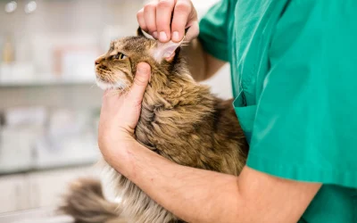 Otitis en perros y gatos