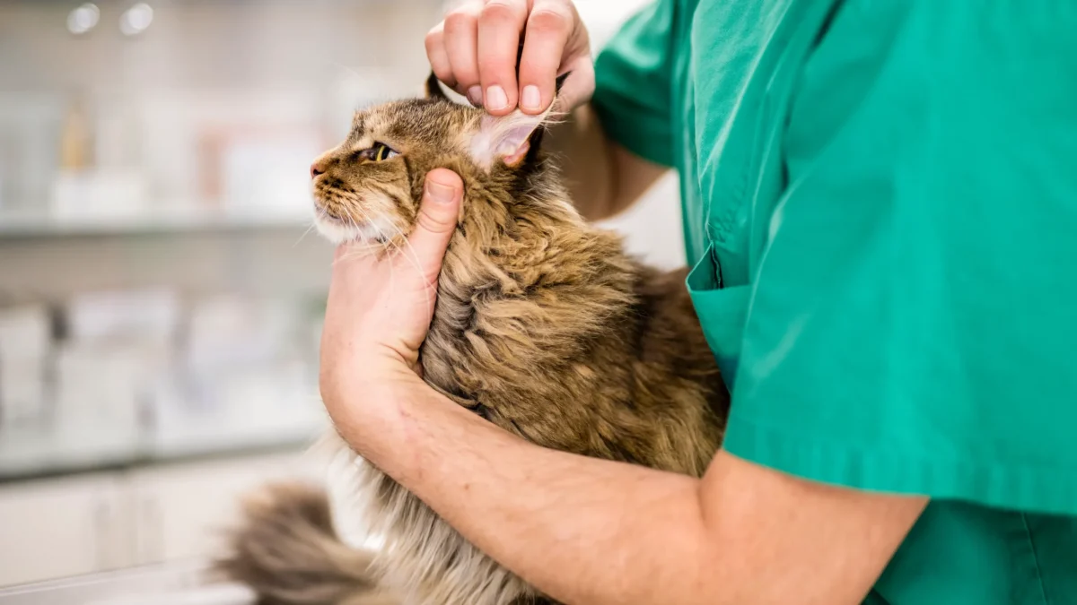 Otitis en y gatos - La Veterinaria