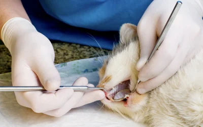 La salud bucodental en perros y gatos 