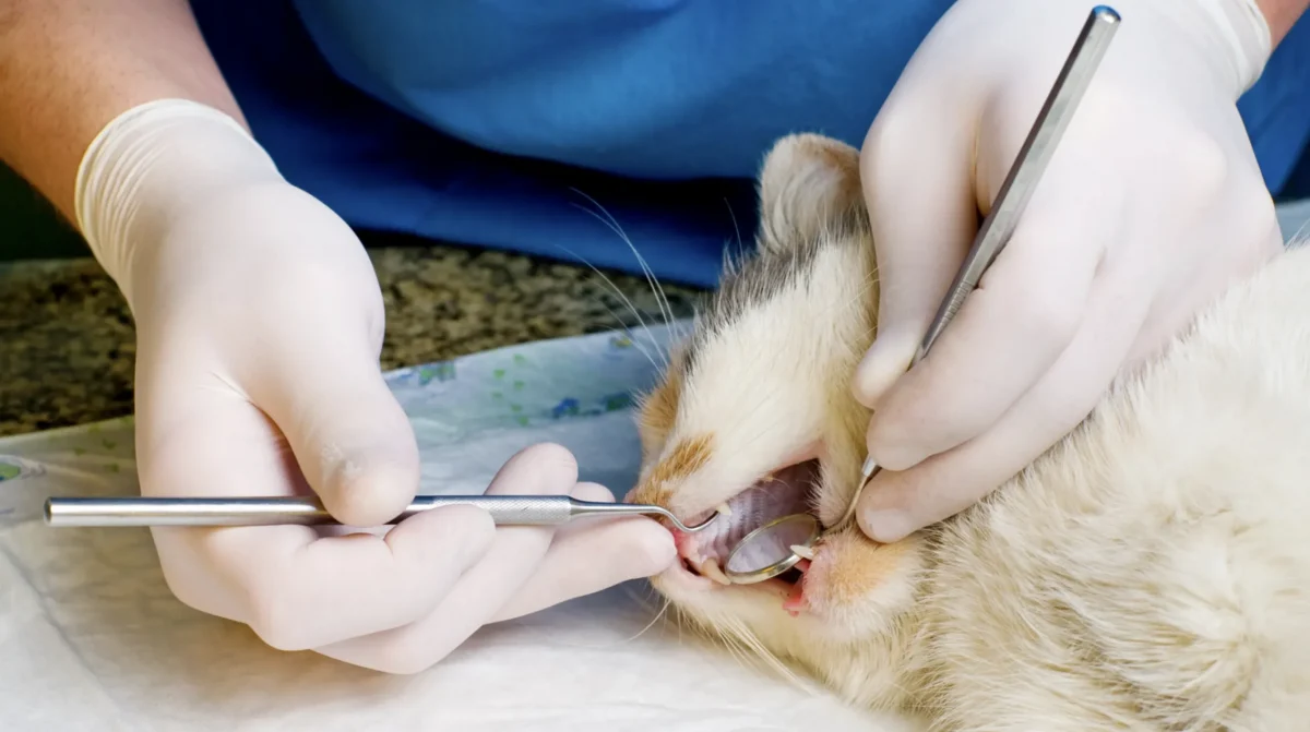 Salud bucodental gato