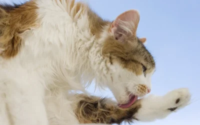 ￼La higiene y el cuidado en el gato adulto