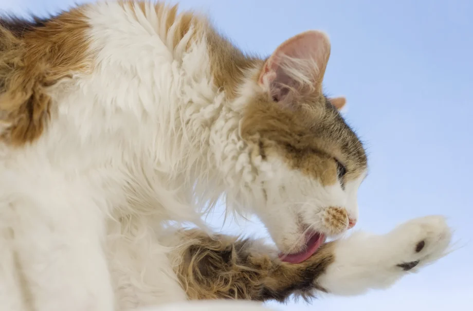 higiene del gato adulto