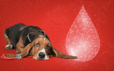 La donación de sangre en perros y gatos