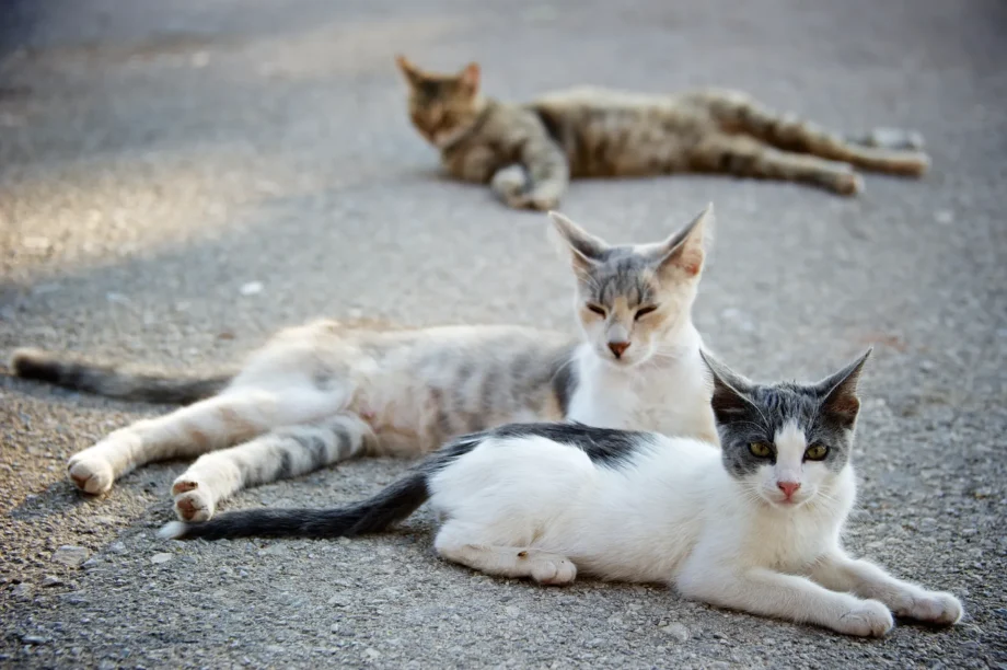 gatos callejeros