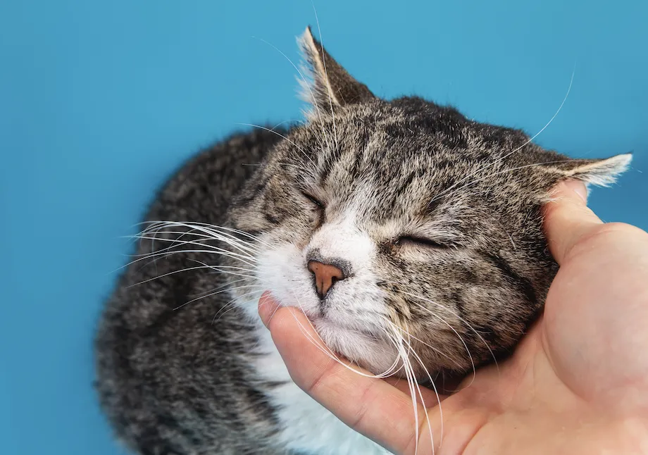 Gato de 10 años con Enfermedad renal crónica_resultado