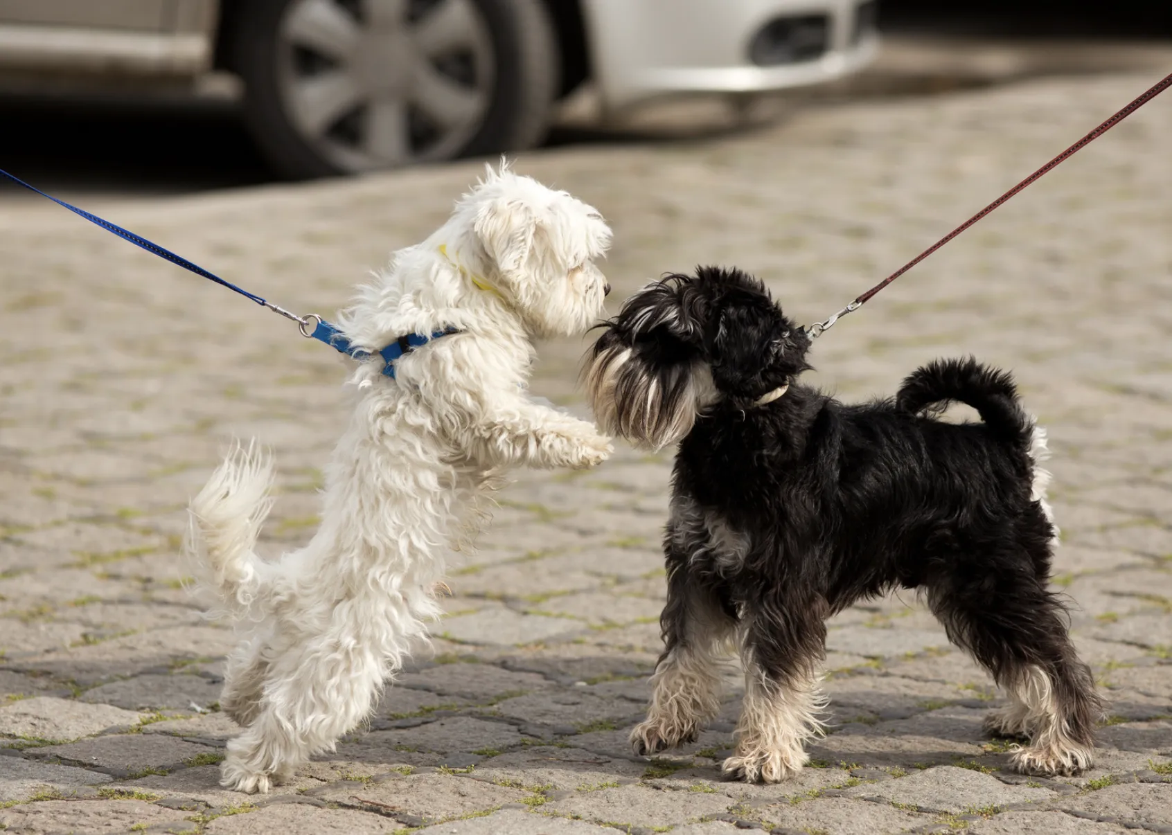 Todo lo que debes saber sobre el celo en la perra - La Clinica Veterinaria