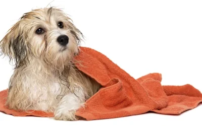 Primeros cuidados del perrito cuando llega a casa: Baños, cepillado e higiene