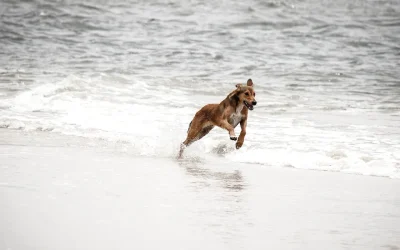 6 consejos para disfrutar de tu perro en la playa
