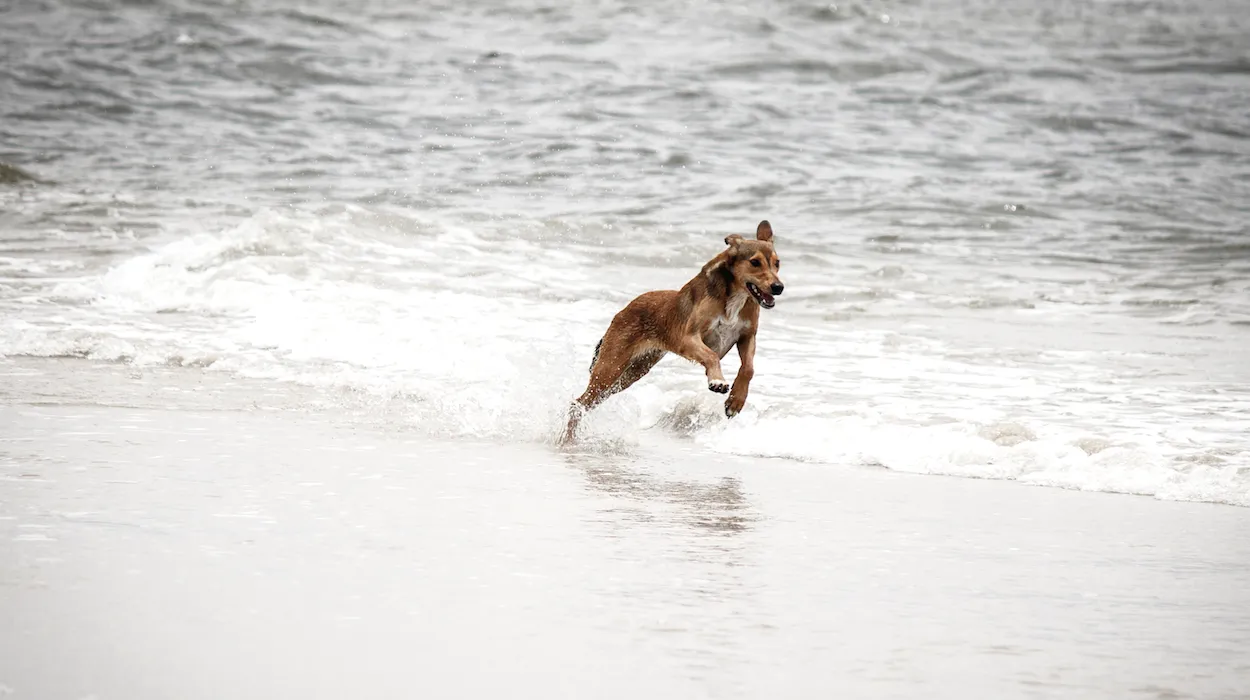 Perro disfrutando de la playa_resultado