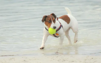 El agua de mar es tóxica para tu perro