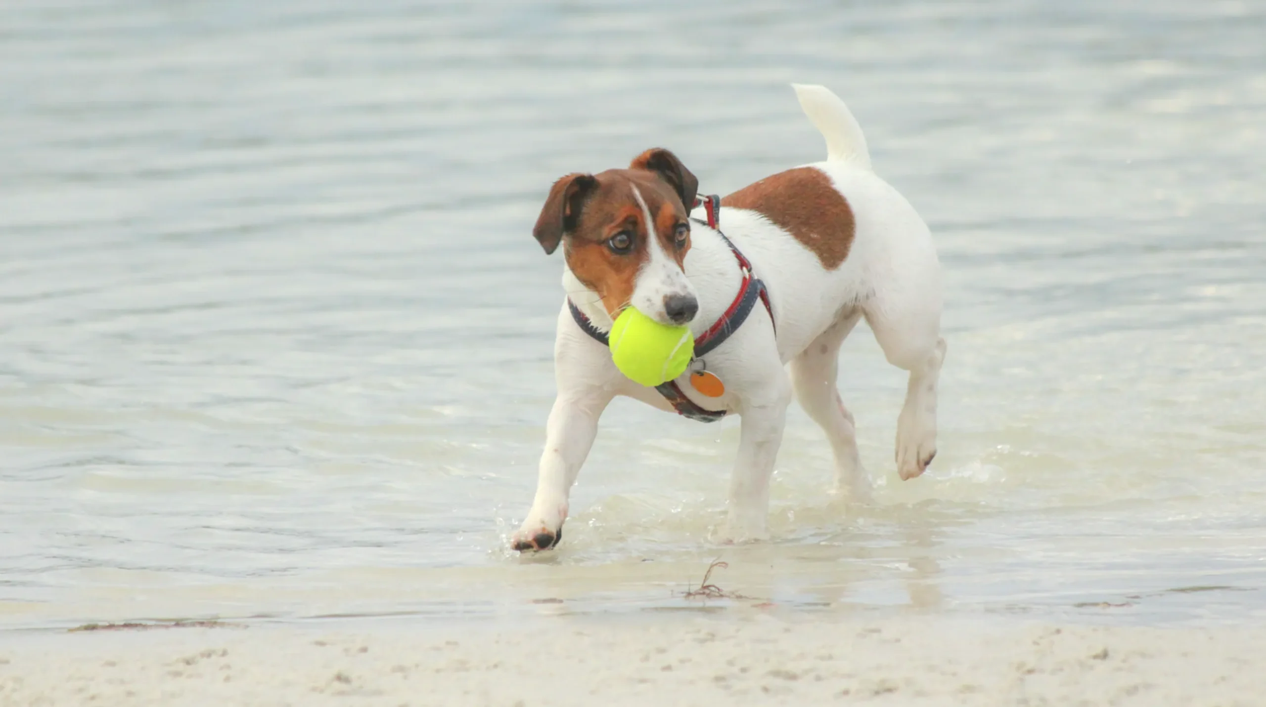 agua salada tóxica para perros