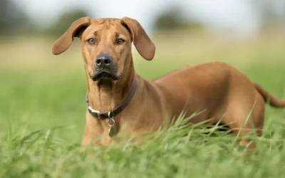 La desparasitación externa de mascotas es más necesaria que nunca