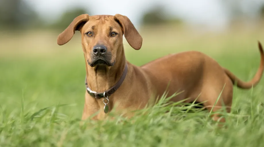 perro en exterior en peligro de ser atacado por parásitos externos