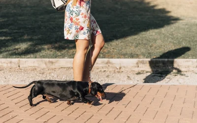 Evita pasear a tu perro a las horas de máximo calor