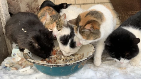 Varios gatos comiendo de un mismo comedero