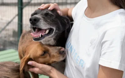 Consejos antes de adoptar una mascota