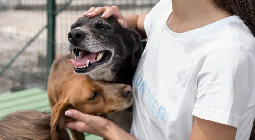 Pautas para la adopción de mascotas