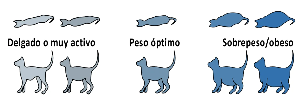 Tabla obesidad del gato