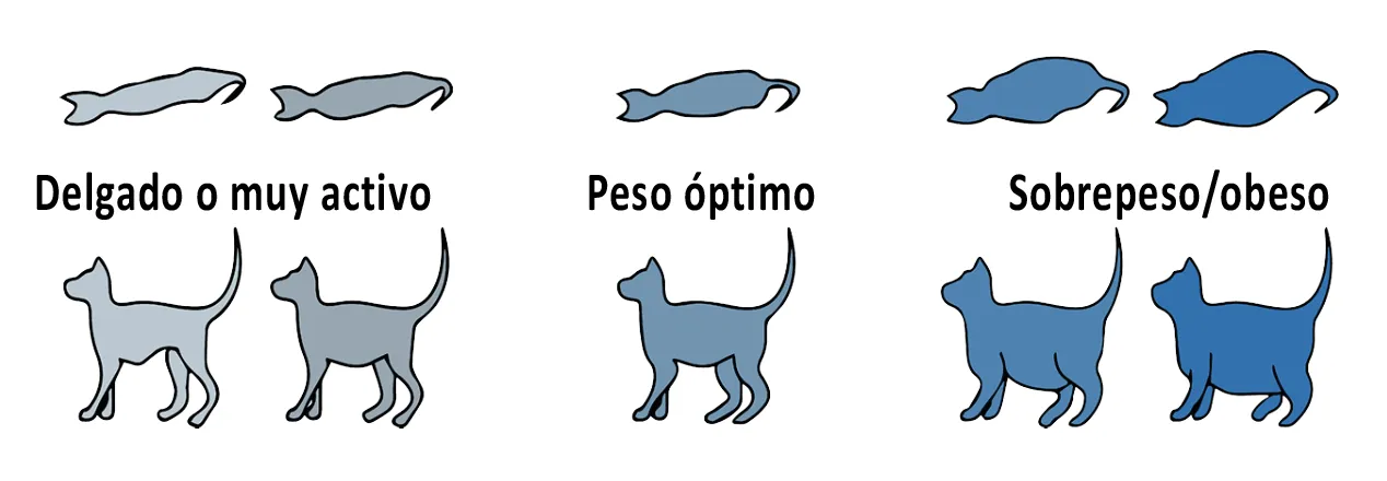 Tabla obesidad del gato Tabla obesidad del gato