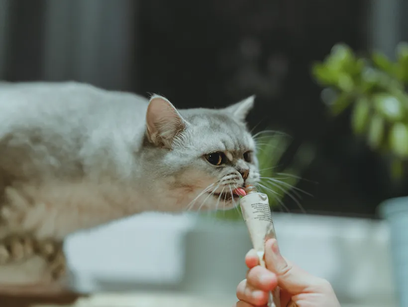 malta para gatos Comportamiento del gato