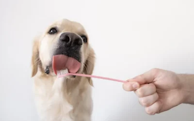 ¿Cuándo llevar mi perro a una limpieza de boca?