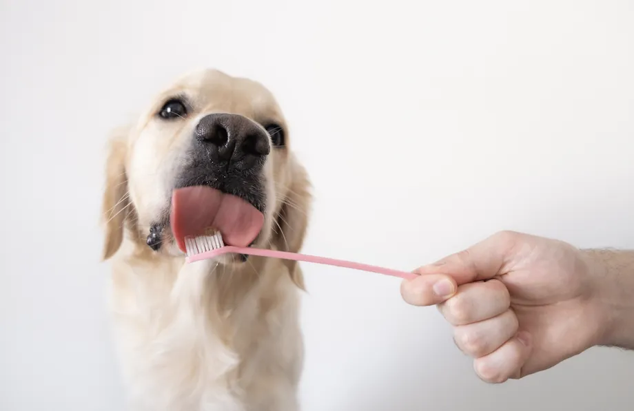 cuando hacer una limpeza dental a mi perro