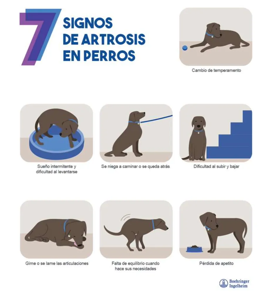 Signos de artrosis en perrros