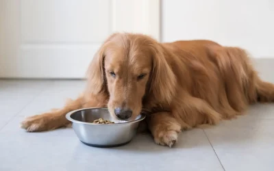 Mi perro es caprichoso comiendo, ¿qué puedo hacer?