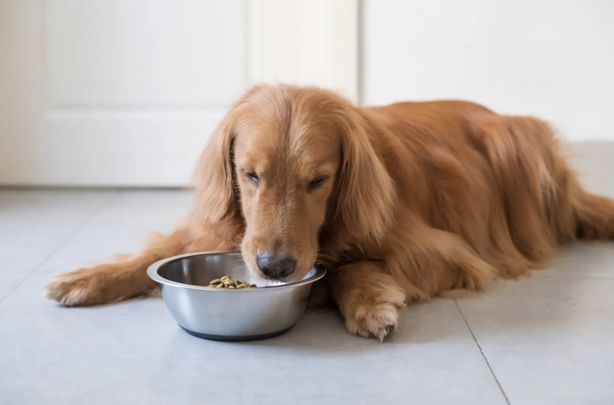 perro caprichoso el mejor rascador para gatos