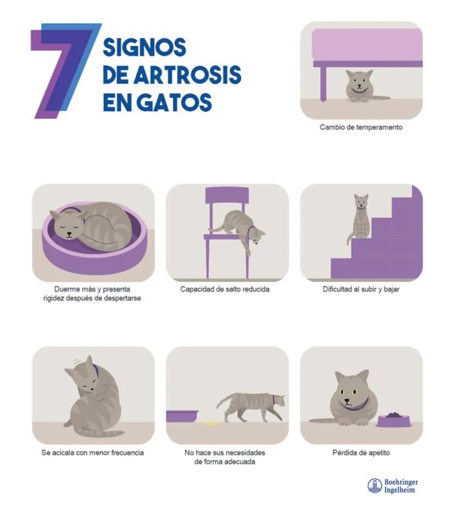 signos de artrosis en gatos