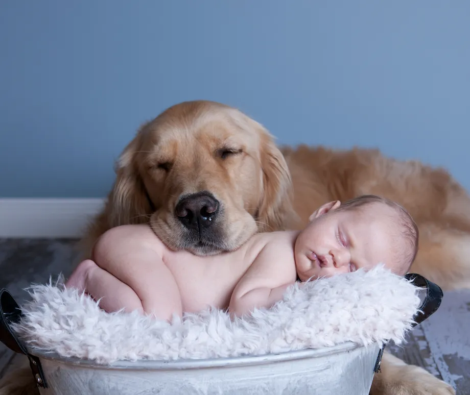 preparación previa de lla llegada del bebe a casa para el perro_resultado