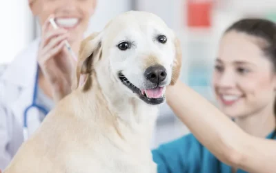 ¿Por qué administrar la vacuna de la Leishmania a tu perro?