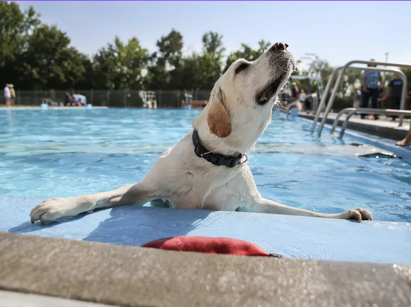 Piscinas y playas para perros