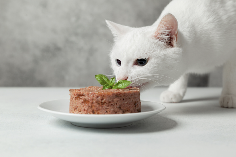 cómo cambiar la comida a un gato