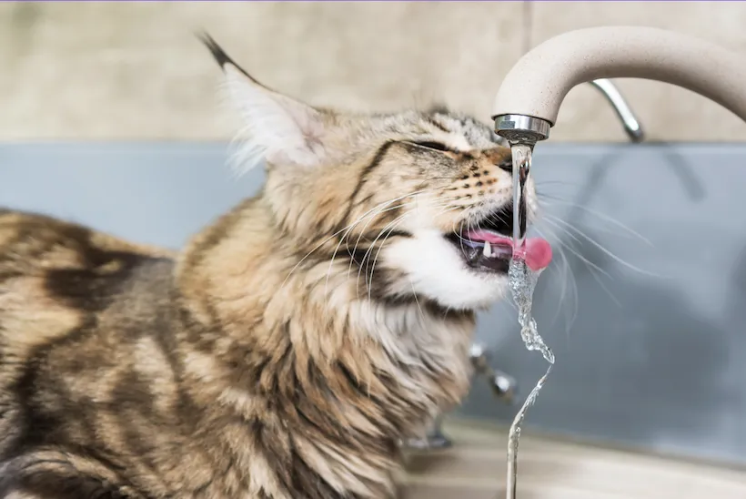 Gato bebiendo de una fuente de agua en movimiento