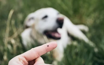 La prevención crucial ante el auge de garrapatas en perros