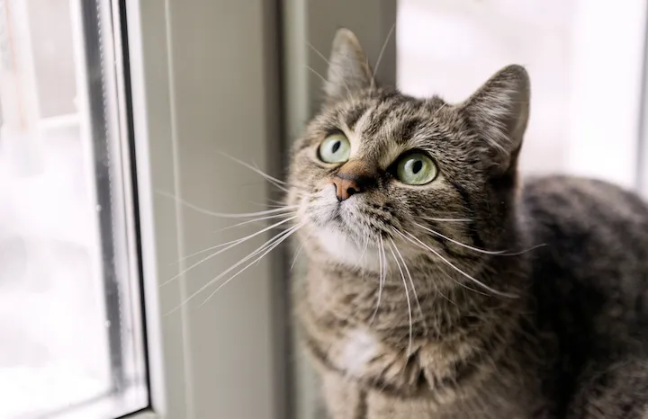 Las vibrisas o bigotes de los gatos