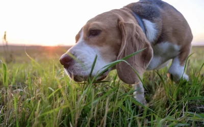 ¿Por qué los perros comen hierba? 