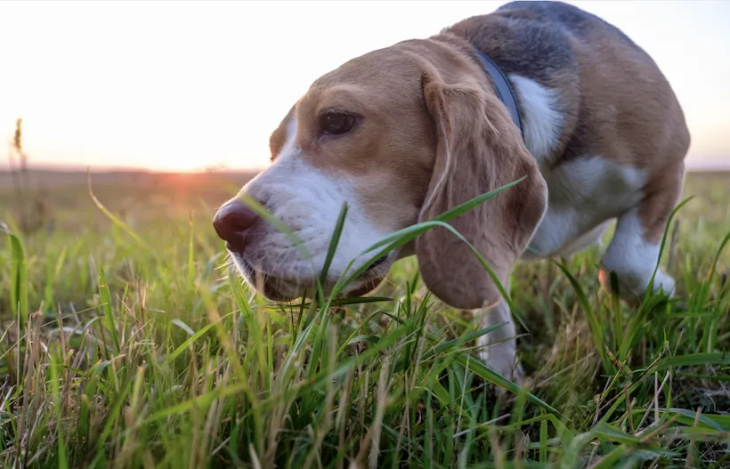 ¿por qué los perros comen hierba