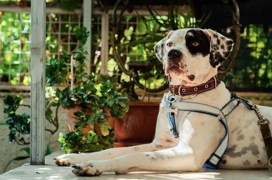 collares y arneses de perro consejos para cepillar a tu gato